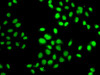 Cell Biology Antibodies 10 Anti-GPS1 Antibody CAB6917