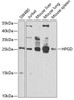 Metabolism Antibodies 2 Anti-HPGD Antibody CAB6926