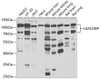 Cell Biology Antibodies 10 Anti-LGALS3BP Antibody CAB6929