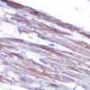 Cell Biology Antibodies 10 Anti-MYH1 Antibody CAB6935