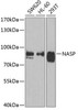 Cell Cycle Antibodies 2 Anti-NASP Antibody CAB6938