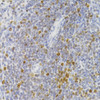 Cell Cycle Antibodies 2 Anti-NASP Antibody CAB6938