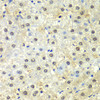 Cell Biology Antibodies 10 Anti-PSMD13 Antibody CAB6956