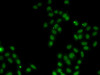 Epigenetics and Nuclear Signaling Antibodies 4 Anti-SOX5 Antibody CAB6985