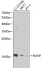 Metabolism Antibodies 2 Anti-MANF Antibody CAB7005