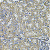 Cell Death Antibodies 2 Anti-DNAJA3 Antibody CAB7030
