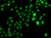 Epigenetics and Nuclear Signaling Antibodies 4 Anti-CBFA2T2 Antibody CAB7033