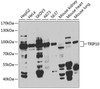 Cell Biology Antibodies 10 Anti-TRIP10 Antibody CAB7038