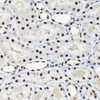 Epigenetics and Nuclear Signaling Antibodies 4 Anti-EFTUD2 Antibody CAB7040