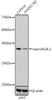 KO Validated Antibodies 1 Anti-macroH2A.1 Antibody CAB7045KO Validated