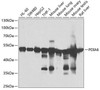Cell Biology Antibodies 10 Anti-PDIA6 Antibody CAB7055