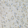 Cell Biology Antibodies 10 Anti-PDIA6 Antibody CAB7055