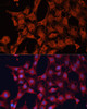 Cell Biology Antibodies 10 Anti-DNAJA2 Antibody CAB7059