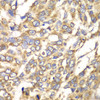 Cell Biology Antibodies 10 Anti-VTI1B Antibody CAB7062