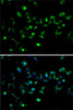 Epigenetics and Nuclear Signaling Antibodies 4 Anti-MORF4L1 Antibody CAB7071