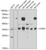 Immunology Antibodies 2 Anti-COPS6 Antibody CAB7072