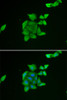 Cell Cycle Antibodies 2 Anti-TUSC2 Antibody CAB7075