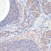 Cell Biology Antibodies 10 Anti-TES Antibody CAB7094