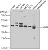 Cell Cycle Antibodies 2 Anti-NDE1 Antibody CAB7112