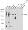 Cell Death Antibodies 2 Anti-DPP8 Antibody CAB7113