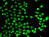 Cell Death Antibodies 2 Anti-EAF2 Antibody CAB7119