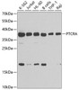 Cell Biology Antibodies 11 Anti-PTCRA Antibody CAB7150