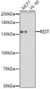 Epigenetics and Nuclear Signaling Antibodies 4 Anti-REST Antibody CAB7161
