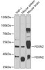 Epigenetics and Nuclear Signaling Antibodies 4 Anti-FOXN2 Antibody CAB7185