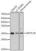 Cell Biology Antibodies 11 Anti-METTL7B Antibody CAB7200