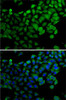 Immunology Antibodies 2 Anti-SYNCRIP Antibody CAB7219