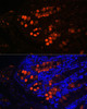 Cell Biology Antibodies 11 Anti-ITLN1 Antibody CAB7234