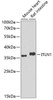 Cell Biology Antibodies 11 Anti-ITLN1 Antibody CAB7234