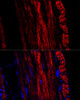 Cell Biology Antibodies 11 Anti-alpha smooth muscle actin Antibody CAB7248