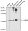 Epigenetics and Nuclear Signaling Antibodies 4 Anti-CEBPG Antibody CAB7279
