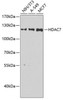 Epigenetics and Nuclear Signaling Antibodies 4 Anti-HDAC7 Antibody CAB7285