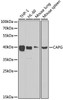 KO Validated Antibodies 1 Anti-CAPG Antibody CAB7324KO Validated