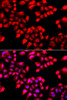 Epigenetics and Nuclear Signaling Antibodies 4 Anti-KU70 Antibody CAB7330