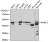 Metabolism Antibodies 2 Anti-PHKG2 Antibody CAB7337