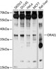 Immunology Antibodies 2 Anti-ORAI1 Antibody CAB7412