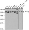 Cell Cycle Antibodies 2 Anti-ANXA11 Antibody CAB7423