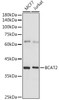 Metabolism Antibodies 2 Anti-BCAT2 Antibody CAB7426