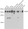 Epigenetics and Nuclear Signaling Antibodies 4 Anti-OSGEP Antibody CAB7473