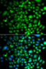 Cell Biology Antibodies 11 Anti-PTK6 Antibody CAB7497