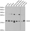 Cell Biology Antibodies 11 Anti-SNX3 Antibody CAB7502