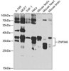 Cell Biology Antibodies 11 Anti-ZNF346 Antibody CAB7507