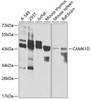 Immunology Antibodies 2 Anti-CAMK1D Antibody CAB7512