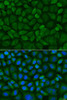 Cell Biology Antibodies 16 Anti-COX1 Antibody CAB7531