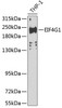 Immunology Antibodies 2 Anti-EIF4G1 Antibody CAB7552