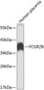 Immunology Antibodies 2 Anti-FCGR2B Antibody CAB7554