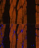 Cell Biology Antibodies 11 Anti-MYH7 Antibody CAB7564